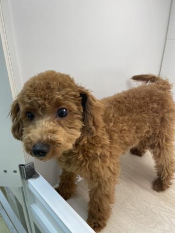 石川県のトイプードル(トイ) (ペットアミ 津幡店/2025年10月24日生まれ/男の子/レッド)の子犬の2枚目の画像