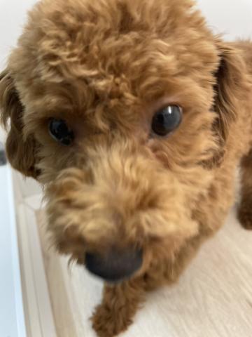 石川県のトイプードル(トイ) (ペットアミ 津幡店/2025年10月24日生まれ/男の子/レッド)の子犬の3枚目の画像