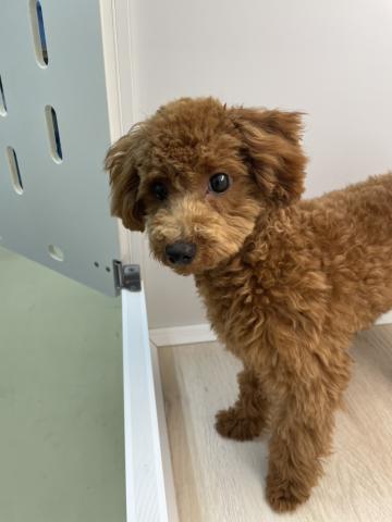 石川県のトイプードル(トイ) (ペットアミ 津幡店/2025年10月24日生まれ/男の子/レッド)の子犬の4枚目の画像