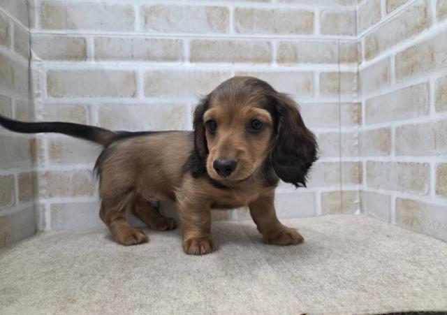 ミニチュアダックスフンド