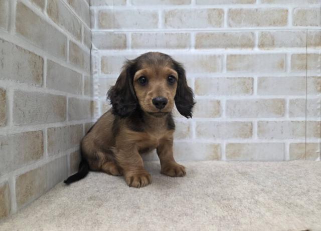 ミニチュアダックスフンド