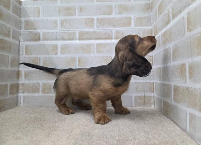 ミニチュアダックスフンド