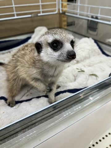 ミーアキャット