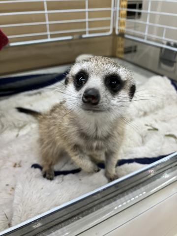 ミーアキャット