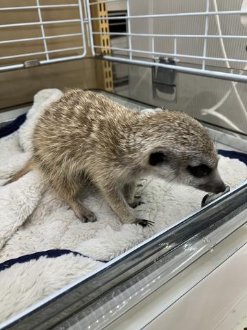 ミーアキャット