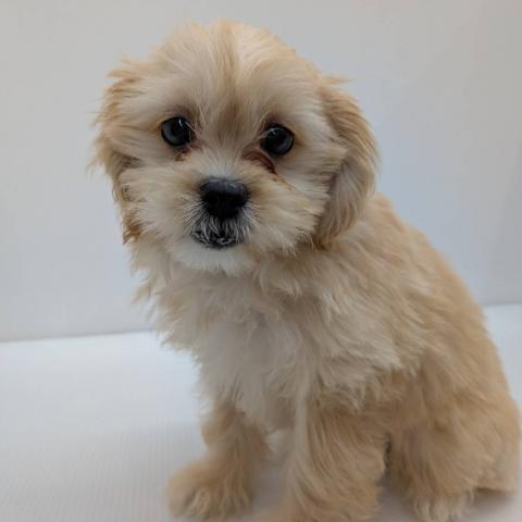 2026年1月23日生まれのペキプー(ペキニーズ×プードル)