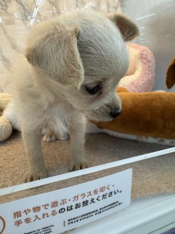 MIXチワワ×トイプードル