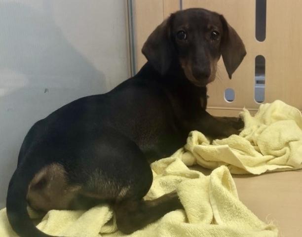 新潟県のスタンダードダックスフンド(ロング) (ペットアミ 十日町店/2025年11月9日生まれ/女の子/レッド)の子犬の1枚目の画像