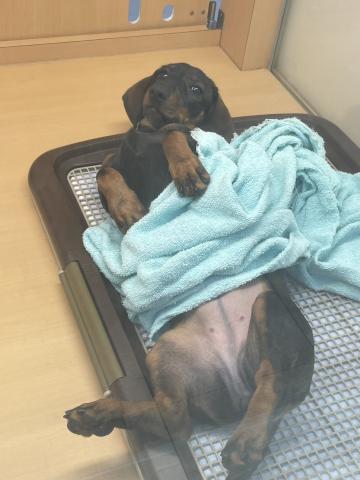 新潟県のスタンダードダックスフンド(ロング) (ペットアミ 十日町店/2025年11月9日生まれ/女の子/レッド)の子犬の2枚目の画像