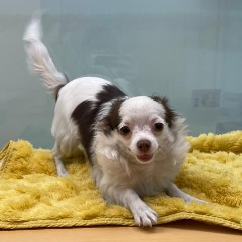 新潟県のチワワ(ロング) (ペットアミ 十日町店/2025年10月25日生まれ/女の子/チョコレートクリームホワイト)の子犬の2枚目の画像