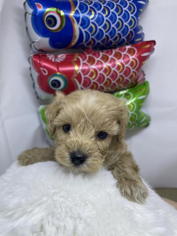 新潟県のマルプー(マルチーズ×プードル) (ペットアミ 十日町店/2026年2月21日生まれ/男の子/アプリコット)の子犬の2枚目の画像