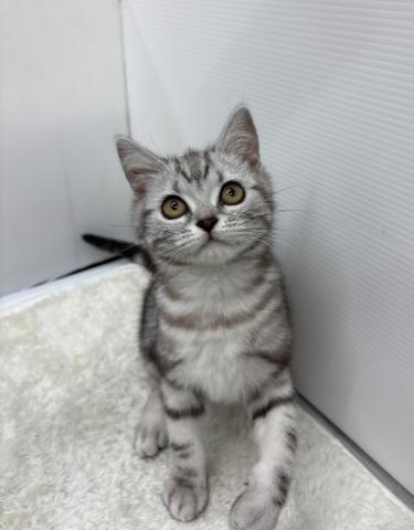和歌山県のアメリカンショートヘアー (ペットアミ 那賀店/2026年1月1日生まれ/男の子/シルバータビー)の子猫の1枚目の画像