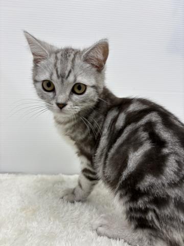 和歌山県のアメリカンショートヘアー (ペットアミ 那賀店/2026年1月1日生まれ/男の子/シルバータビー)の子猫の3枚目の画像