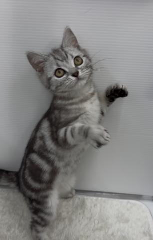 和歌山県のアメリカンショートヘアー (ペットアミ 那賀店/2026年1月1日生まれ/男の子/シルバータビー)の子猫の4枚目の画像