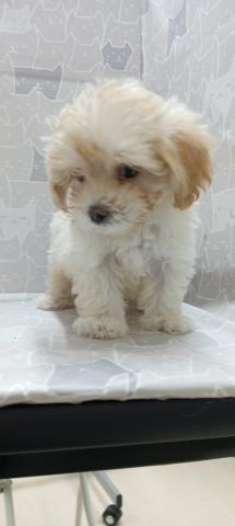 マルチーズ×トイプードル