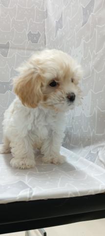 マルチーズ×トイプードル