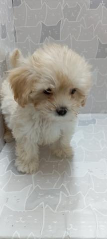 マルチーズ×トイプードル