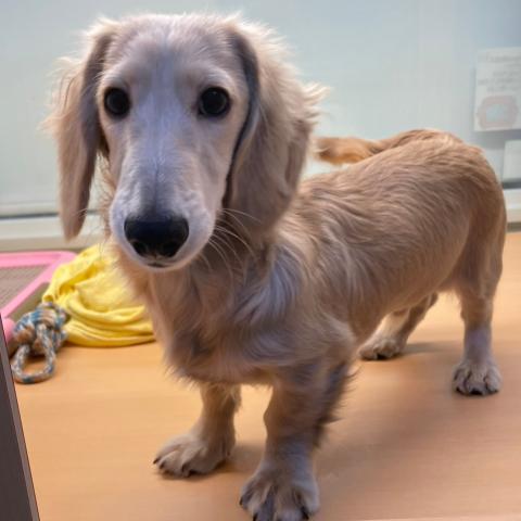 ミニチュアダックスフンド