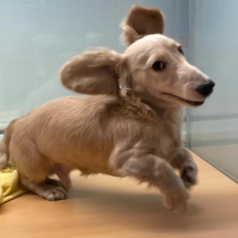 ミニチュアダックスフンド