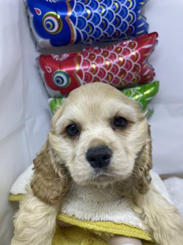 アメリカンコッカースパニエル