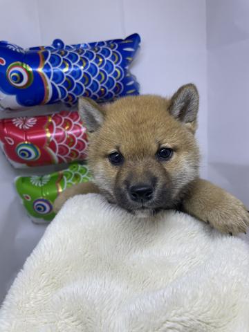 新潟県の柴犬(標準サイズ) (ペットアミ 十日町店/2026年2月20日生まれ/男の子/赤)の子犬