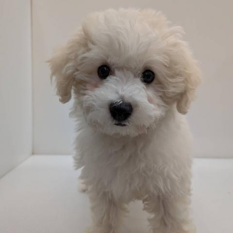 長野県のビションフリーゼ (ペットアミ 中野店/2026年1月24日生まれ/女の子/ホワイト)の子犬