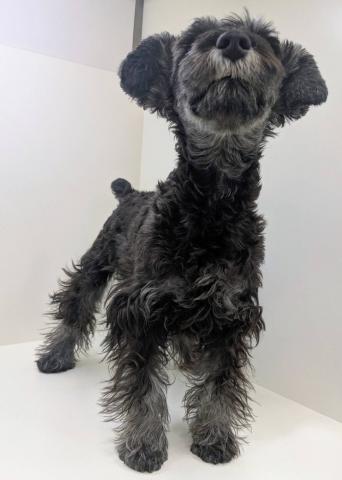 奈良県のミニチュアシュナウザー (ペットアミ 田原本店/2025年11月8日生まれ/女の子/ソルトペッパー)の子犬の4枚目の画像