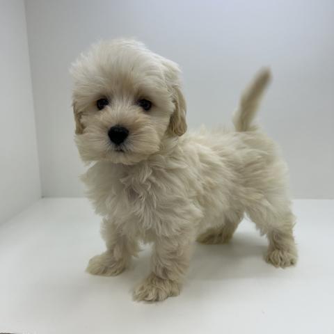 奈良県のハーフ犬・ミックス犬 (ペットアミ 田原本店/2026年2月13日生まれ/男の子/アプリコット)の子犬の1枚目の画像