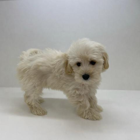 奈良県のハーフ犬・ミックス犬 (ペットアミ 田原本店/2026年2月13日生まれ/男の子/アプリコット)の子犬の2枚目の画像