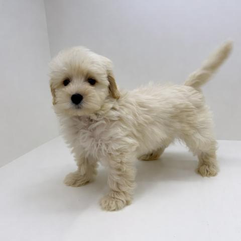 奈良県のハーフ犬・ミックス犬 (ペットアミ 田原本店/2026年2月13日生まれ/男の子/アプリコット)の子犬の3枚目の画像