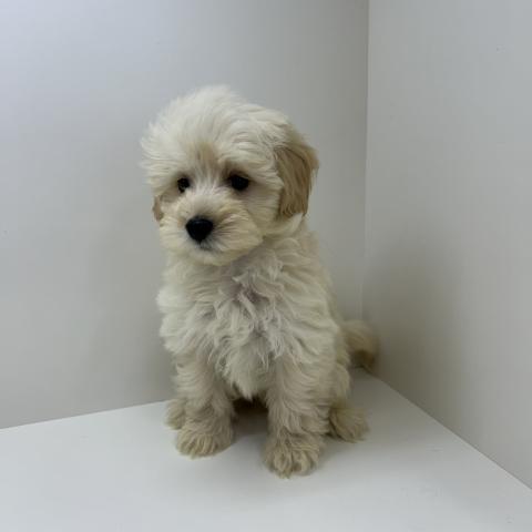 奈良県のハーフ犬・ミックス犬 (ペットアミ 田原本店/2026年2月13日生まれ/男の子/アプリコット)の子犬の4枚目の画像