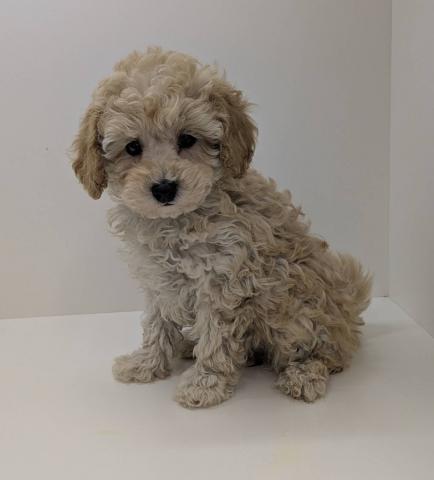 奈良県のトイプードル(トイ) (ペットアミ 田原本店/2026年1月30日生まれ/女の子/アプリコット)の子犬の2枚目の画像