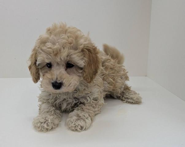 奈良県のトイプードル(トイ) (ペットアミ 田原本店/2026年1月30日生まれ/女の子/アプリコット)の子犬の3枚目の画像