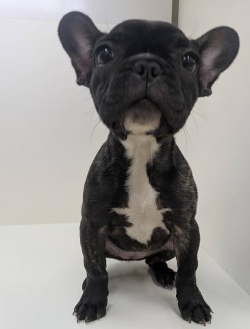 奈良県のフレンチブルドッグ (ペットアミ 田原本店/2025年12月19日生まれ/女の子/ブリンドルホワイト)の子犬の1枚目の画像