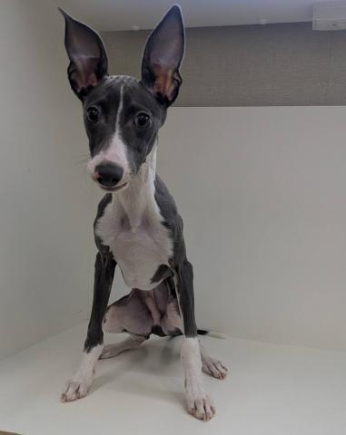 奈良県のイタリアングレーハウンド (ペットアミ 田原本店/2025年10月18日生まれ/男の子/ブルーホワイト)の子犬の1枚目の画像