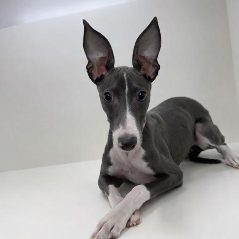 奈良県のイタリアングレーハウンド (ペットアミ 田原本店/2025年10月18日生まれ/男の子/ブルーホワイト)の子犬の4枚目の画像