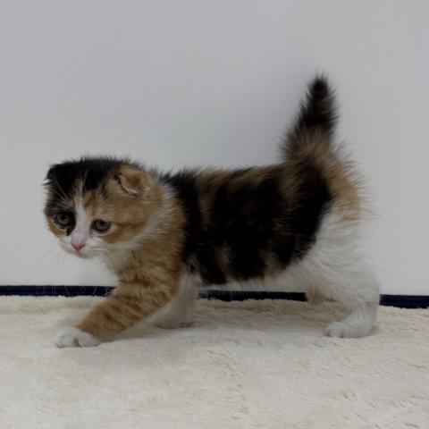 三重県のスコティッシュフォールド (ペットアミ 松阪店/2026年1月31日生まれ/女の子/キャリコ)の子犬の2枚目の画像