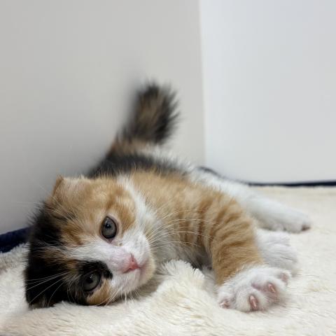 三重県のスコティッシュフォールド (ペットアミ 松阪店/2026年1月31日生まれ/女の子/キャリコ)の子犬の4枚目の画像