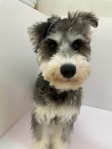 千葉県のミニチュアシュナウザー (ペットアミ 館山店/2025年9月10日生まれ/男の子/ブラックシルバー)の子犬の1枚目の画像