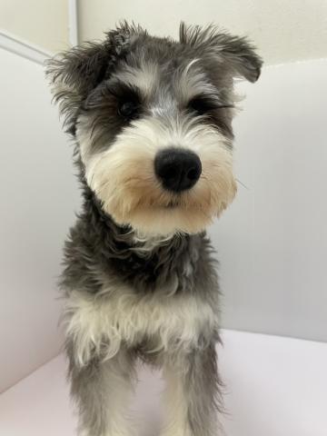 千葉県のミニチュアシュナウザー (ペットアミ 館山店/2025年9月10日生まれ/男の子/ブラックシルバー)の子犬の2枚目の画像