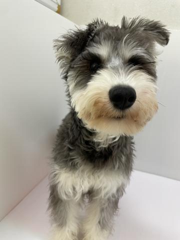 千葉県のミニチュアシュナウザー (ペットアミ 館山店/2025年9月10日生まれ/男の子/ブラックシルバー)の子犬の3枚目の画像