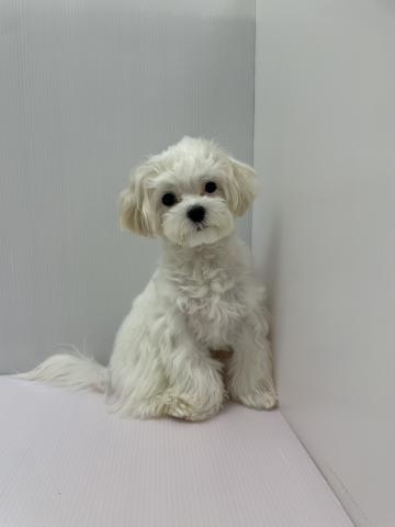 千葉県のマルチーズ (ペットアミ 館山店/2025年9月12日生まれ/男の子/ホワイト)の子犬の2枚目の画像