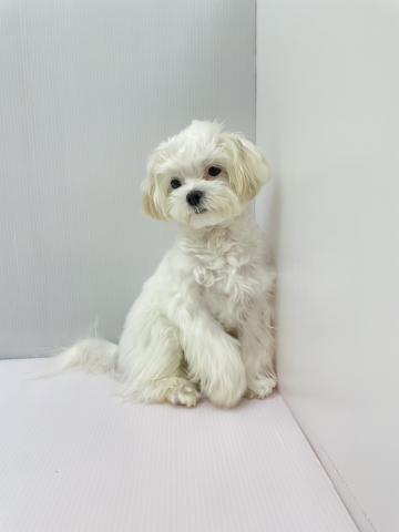 千葉県のマルチーズ (ペットアミ 館山店/2025年9月12日生まれ/男の子/ホワイト)の子犬の3枚目の画像