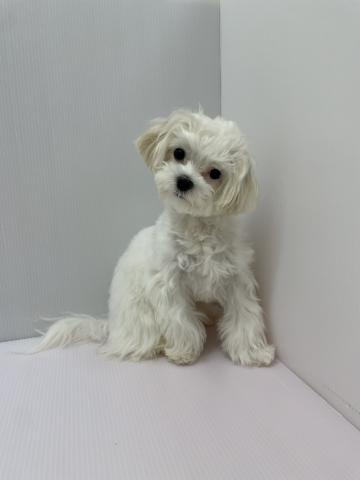千葉県のマルチーズ (ペットアミ 館山店/2025年9月12日生まれ/男の子/ホワイト)の子犬の4枚目の画像