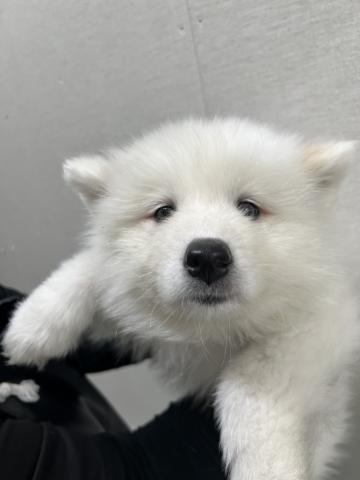 秋田県のサモエド (ペットアミ 能代東インター店/2026年2月21日生まれ/男の子/ホワイト)の子犬の3枚目の画像