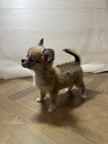 和歌山県のチワワ(ロング) (ペットアミ 和歌山インター店/2026年2月14日生まれ/女の子/レッドホワイト)の子犬の2枚目の画像