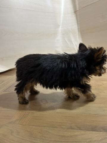 和歌山県のヨークシャーテリア (ペットアミ 和歌山インター店/2026年2月6日生まれ/男の子/スチールブルータン)の子犬の2枚目の画像