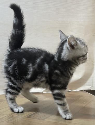 和歌山県のアメリカンショートヘアー (ペットアミ 和歌山インター店/2026年1月25日生まれ/女の子/シルバータビー)の子猫の2枚目の画像