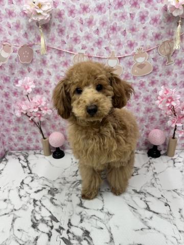 秋田県のトイプードル(トイ) (ペットアミ 能代東インター店/2025年9月20日生まれ/男の子/レッド)の子犬の2枚目の画像