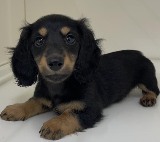 三重県のミニチュアダックスフンド(ロング) (ペットアミ 明和店/2026年1月22日生まれ/女の子/ブラックタン)の子犬の4枚目の画像